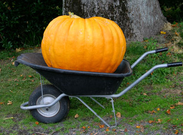 giant pumpkin