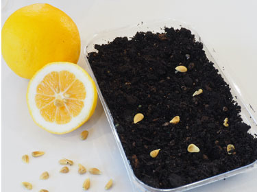 lemon seed