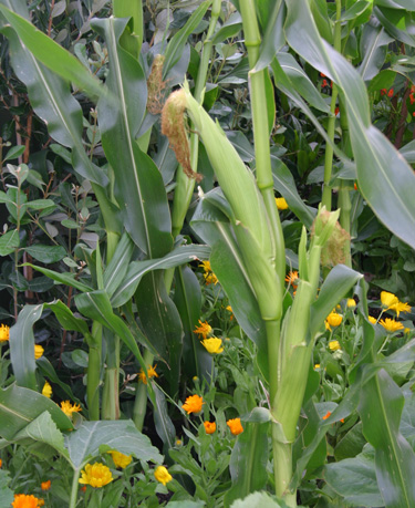 sweet corn