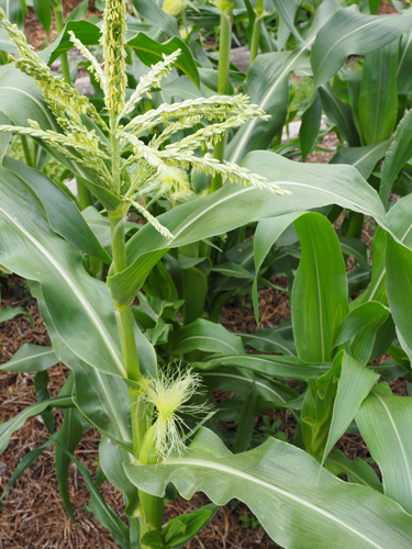 sweet corn plants