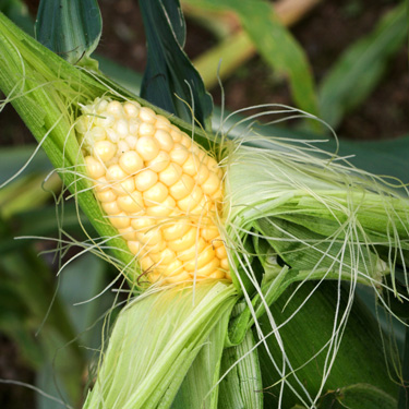 Corn - KidsGardening