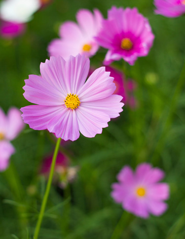 cosmos windflower