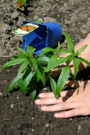 Swan plant