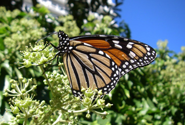 Monarch butterfly