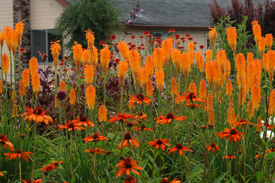 Hot pokers (Kniphofia)    and Echinacea