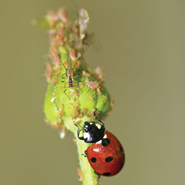 aphids, ladybird
