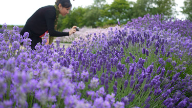Go Gardening Helping New Zealand Grow Garden Inspiration Tips Go Gardening Helping New Zealand Grow Garden Inspiration Tips And Advice From The Expert