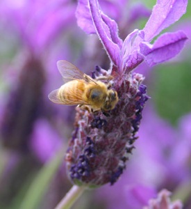 bee on lavender