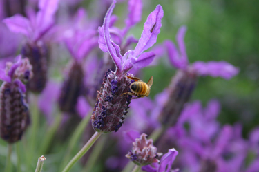 lavender