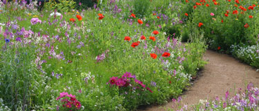 lawns, wildflowers