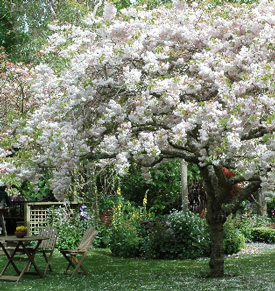 prunus flowering cherry