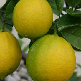 The essential lemon tree 