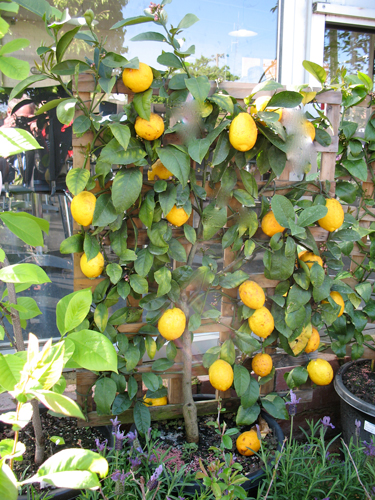 lemons espalier