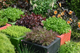 lettuce pots