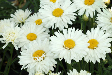 daisy leucanthemum