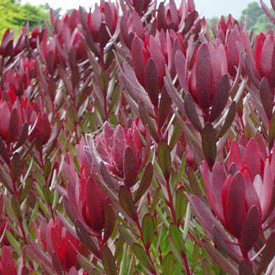 30+ Protea Flowers New Zealand Pictures