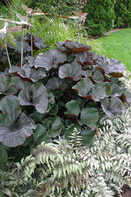 Ligularia Britt-Marie  Crawford and      deciduous fern,    Athyrium 'Silver Falls'