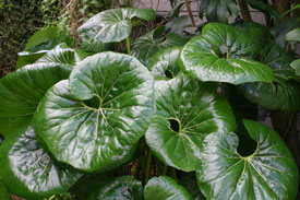 Ligularia reniformis