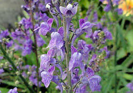 Linaria purpurea