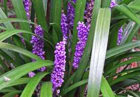 Liriope muscari