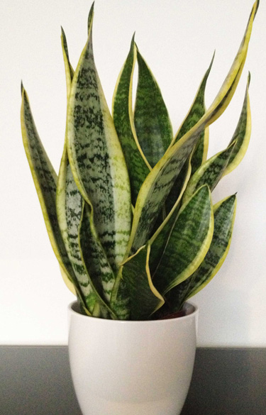 sansevieria