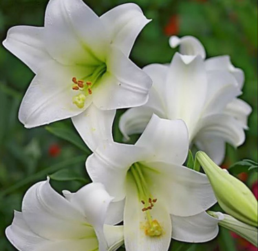 christmas lilies