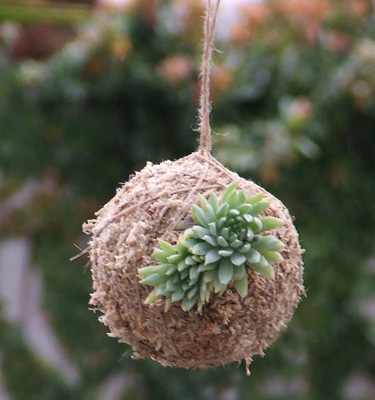 kokedama