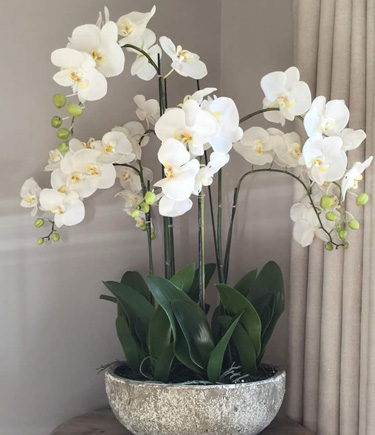 moth orchids