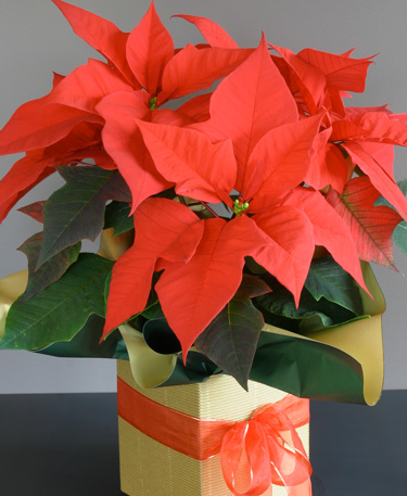 poinsettia