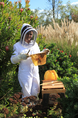 Janet collecting honey from her Top Bar hive