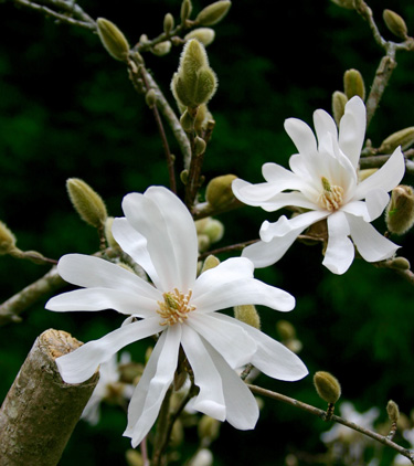 Star magnolia