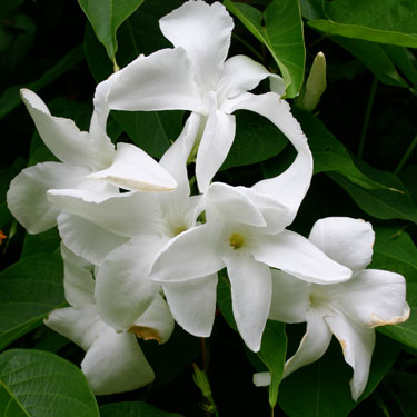 Mandevilla laxa