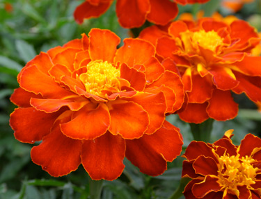 marigold