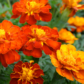 Marigold