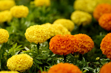 marigold