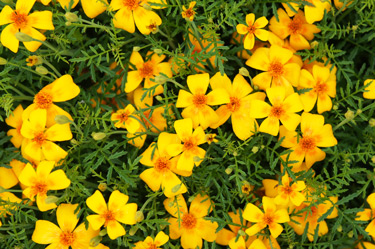 marigolds