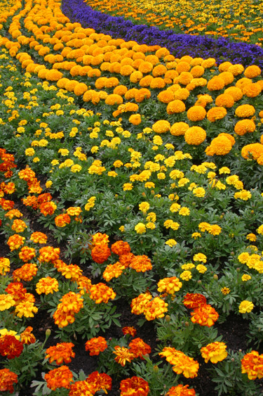 marigolds