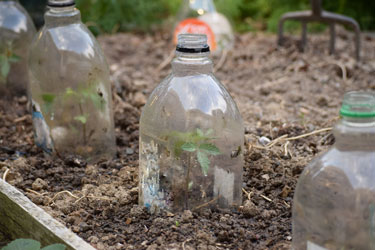 Mini cloches