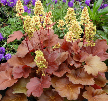 heuchera blondie