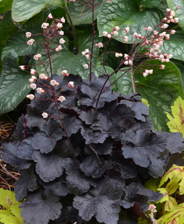 heuchera coco