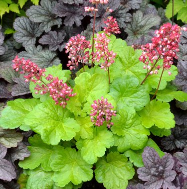 heuchera sweet tart