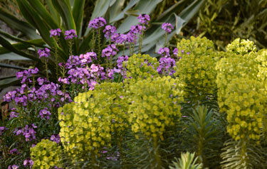 euphorbia cheiranthus