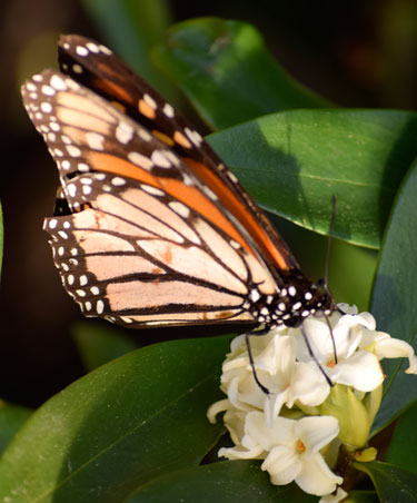 monarch daphne