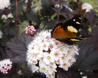 butterfly yellow admiral