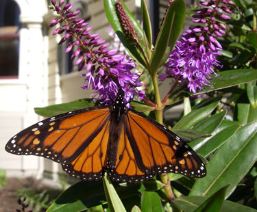 monarch hebe