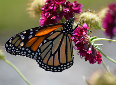 monarch butterfly