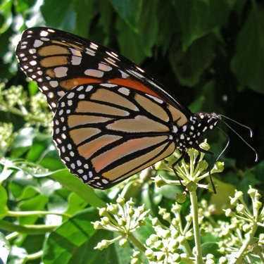 Monarch butterfly