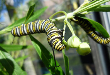 monarch caterpillar