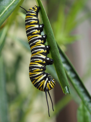 monarch caterpillar