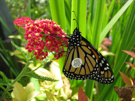 Achillea Red Baron and a tagged monarch